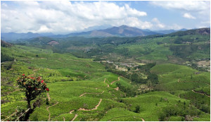 Munnar-Header